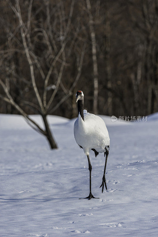 丹顶鹤，Grus japonensis，也叫日本鹤或满洲鹤，是一种大型鹤，是世界上第二稀有的鹤。据估计，该物种在野外的数量只有1500只，在中国约有1000只